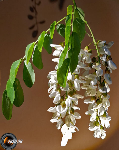Acacia fleurs