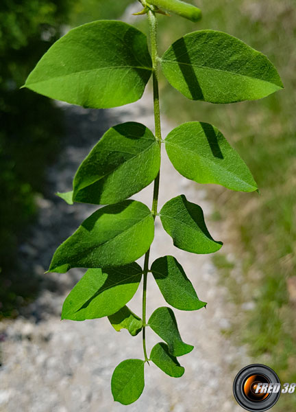 Baguenaudier feuilles