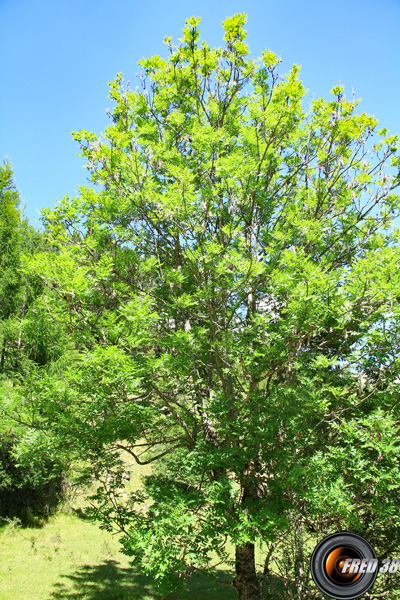Frene arbre