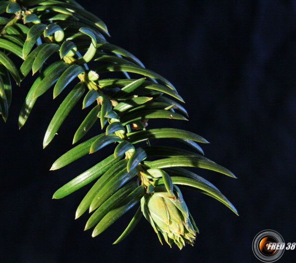 Sequoia fleur femelle